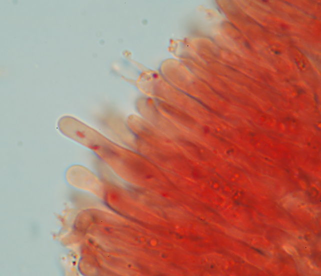 Phlebia rufa